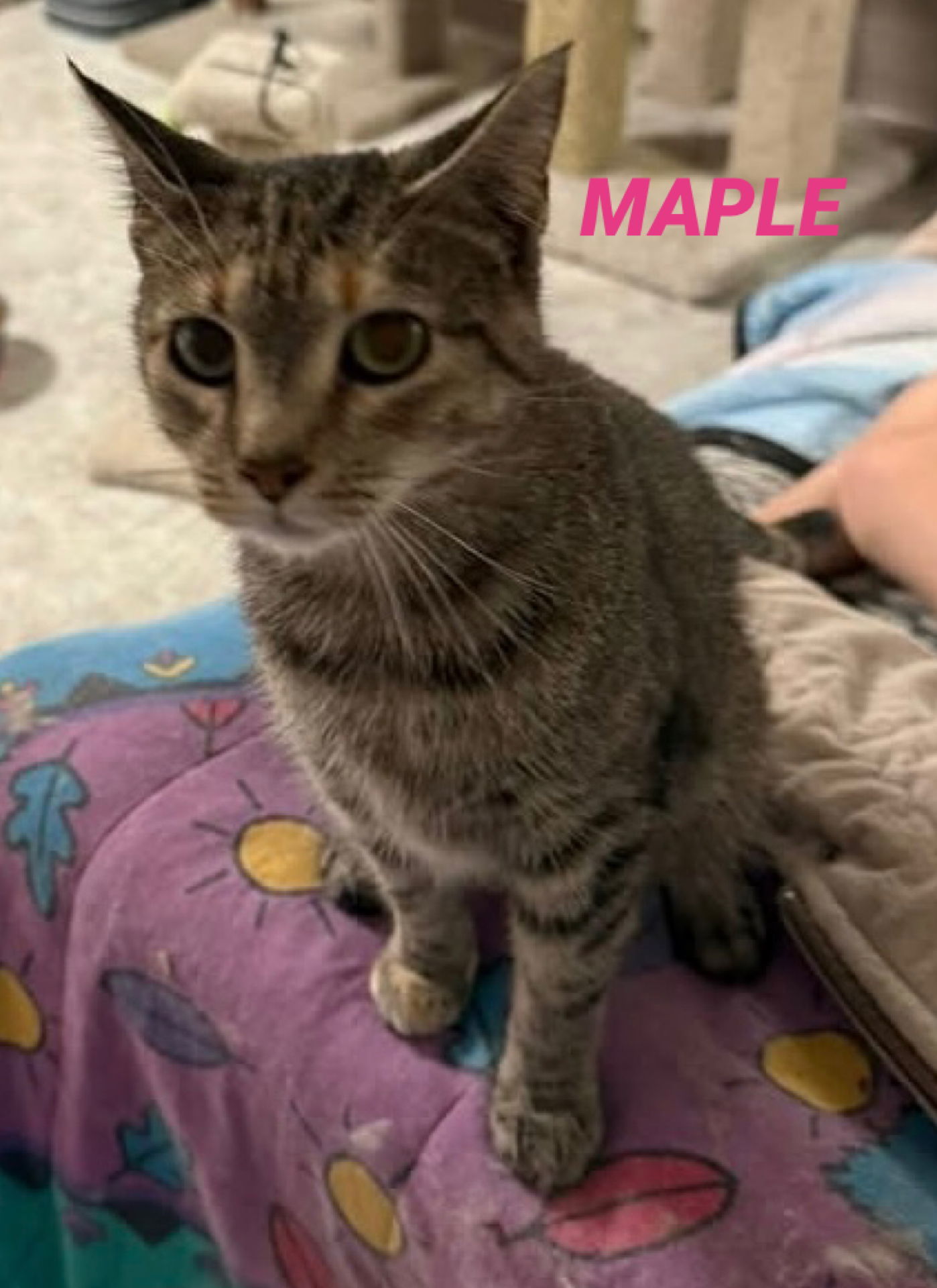 Maple - Diluted Tortie - Foster Care, an adoptable Domestic Short Hair in Mitchell, SD, 57301 | Photo Image 1