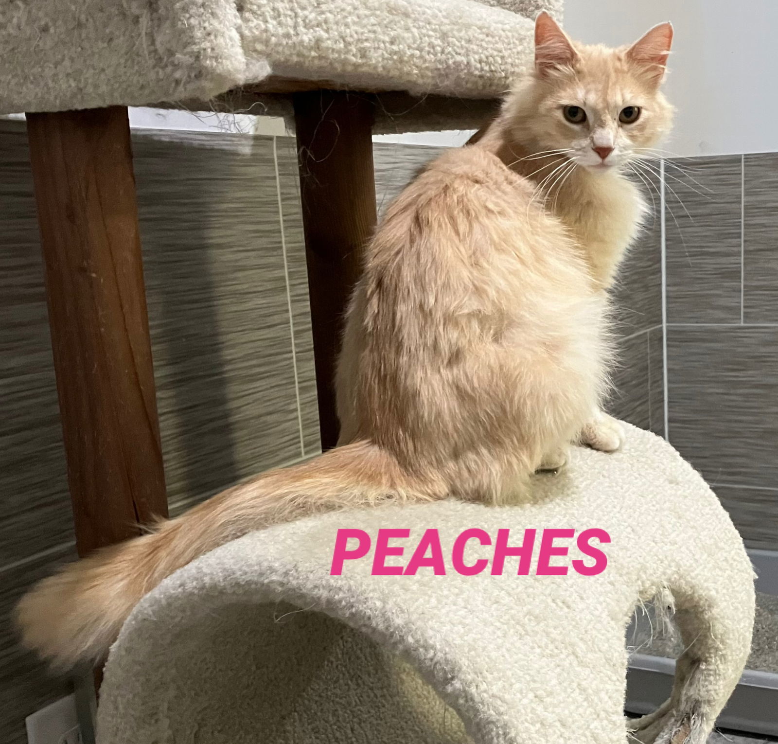 Peaches -a long hair cream cat in foster care