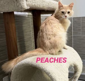 Peaches -a long hair cream cat in foster care, Adult Female Domestic Long Hair