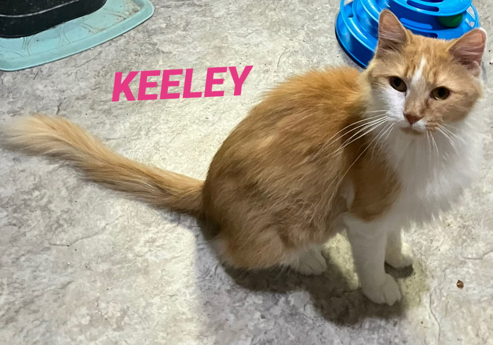Keeley - Orange & White Long Hair - Foster Care, an adoptable Domestic Long Hair in Mitchell, SD, 57301 | Photo Image 1