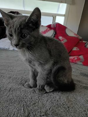 Zoey (h) Russian Blue Cat