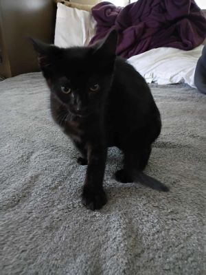 Meet Mira the Curious Little Bombay This shy but inquisitive male Bombay is quie