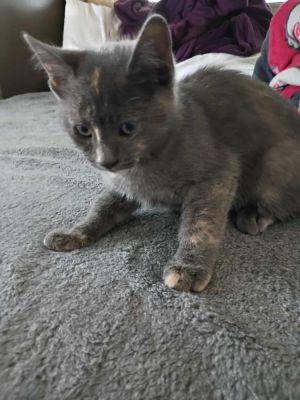 Rumi (h) Domestic Short Hair Cat