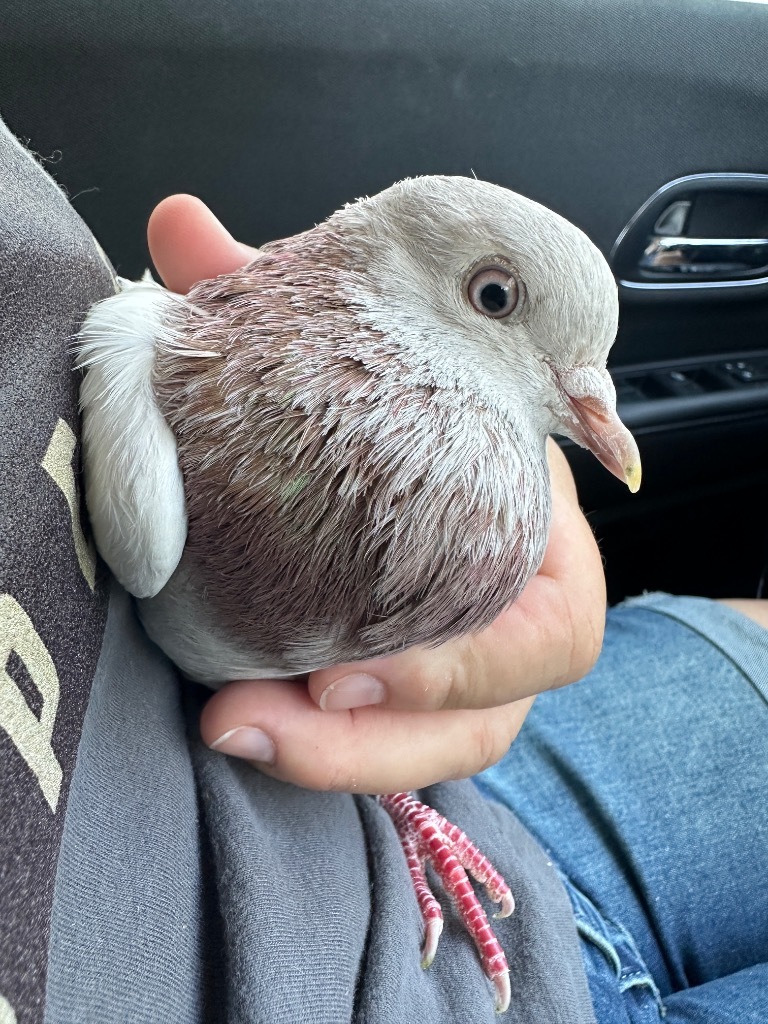 Harvey