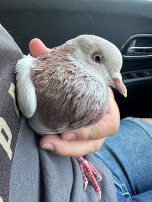 Harvey, Young Male unknown