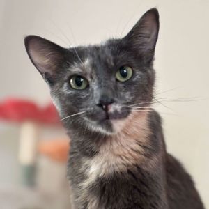 Nutmeg, Adult Female Domestic Medium Hair