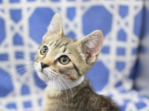 Jack, Baby Male Domestic Short Hair