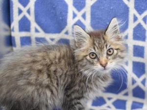 Coal, Baby Male Domestic Long Hair