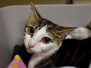 Scone, Young Female Domestic Short Hair