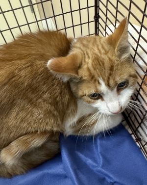 Carl Domestic Short Hair Cat