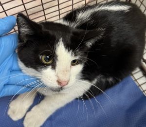 Sergio Domestic Short Hair Cat