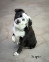 Jasper photo 1