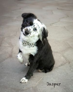 Jasper, Adult Male Australian Shepherd