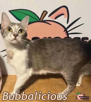 Bubbalicious, Young Female Domestic Short Hair