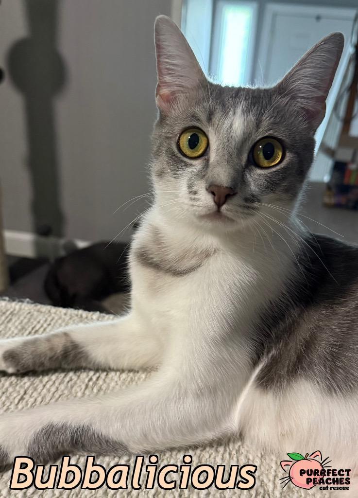 Bubbalicious