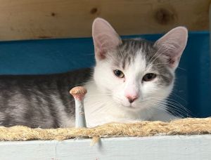 Feathers, Baby Male Domestic Short Hair