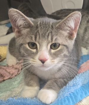 Something, Baby Female Domestic Short Hair