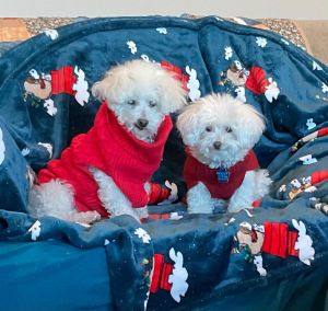 Miracle, Senior Female Miniature Poodle