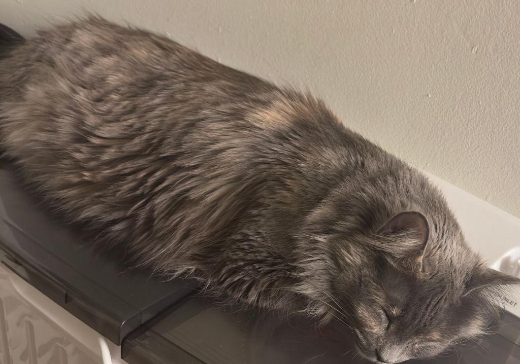 Nelly, an adoptable Persian in Bloomington, IN, 47401 | Photo Image 1