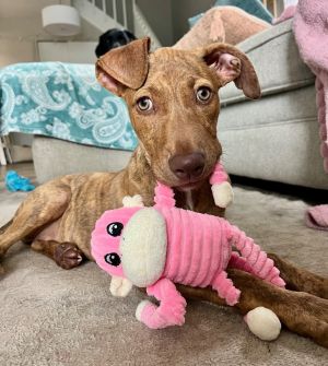 Semi (aka Nitika), Baby Female Vizsla