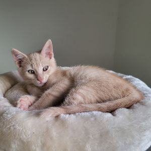 Jasmine Domestic Short Hair Cat
