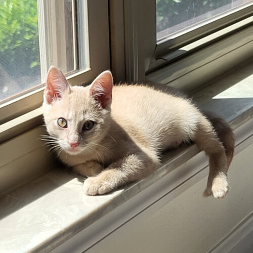 Jasmine