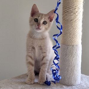 Aubrey Domestic Short Hair Cat