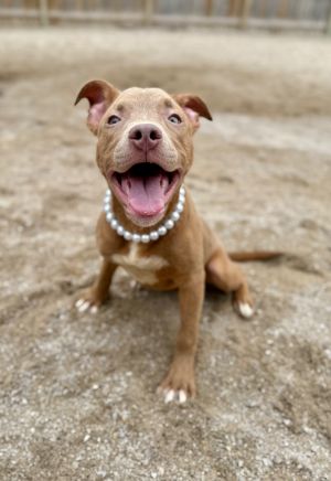 Coral, Young Female Mixed Breed