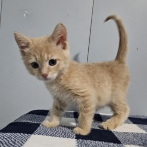 Lemongrass, Baby Male Domestic Short Hair