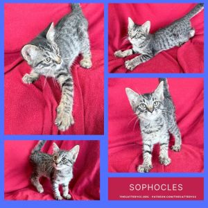 Sophocles, Baby Male Domestic Short Hair