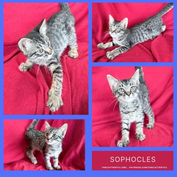 Sophocles thumbnail 1