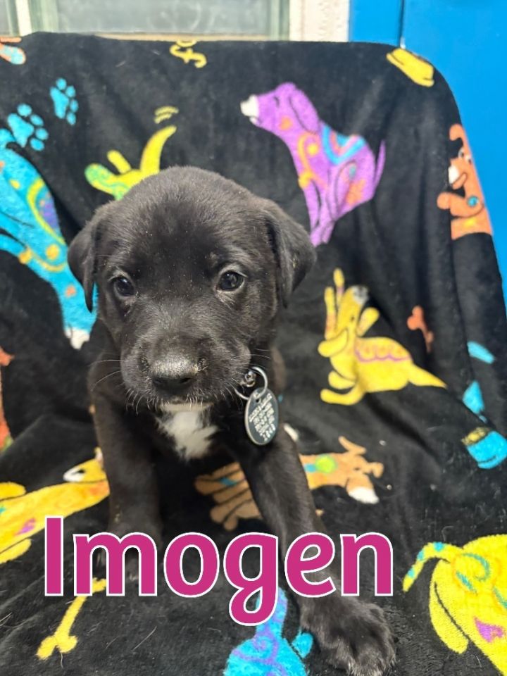 Imogen 3