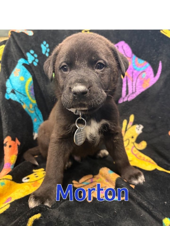 Morton 3