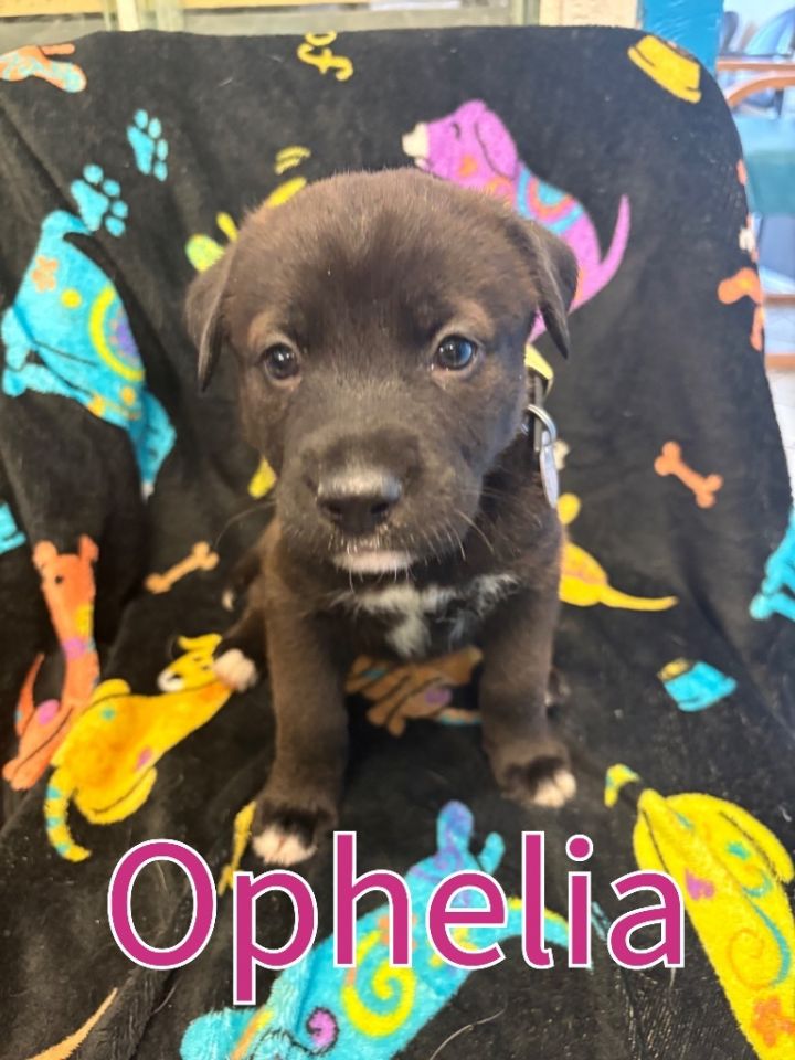 Ophelia 3