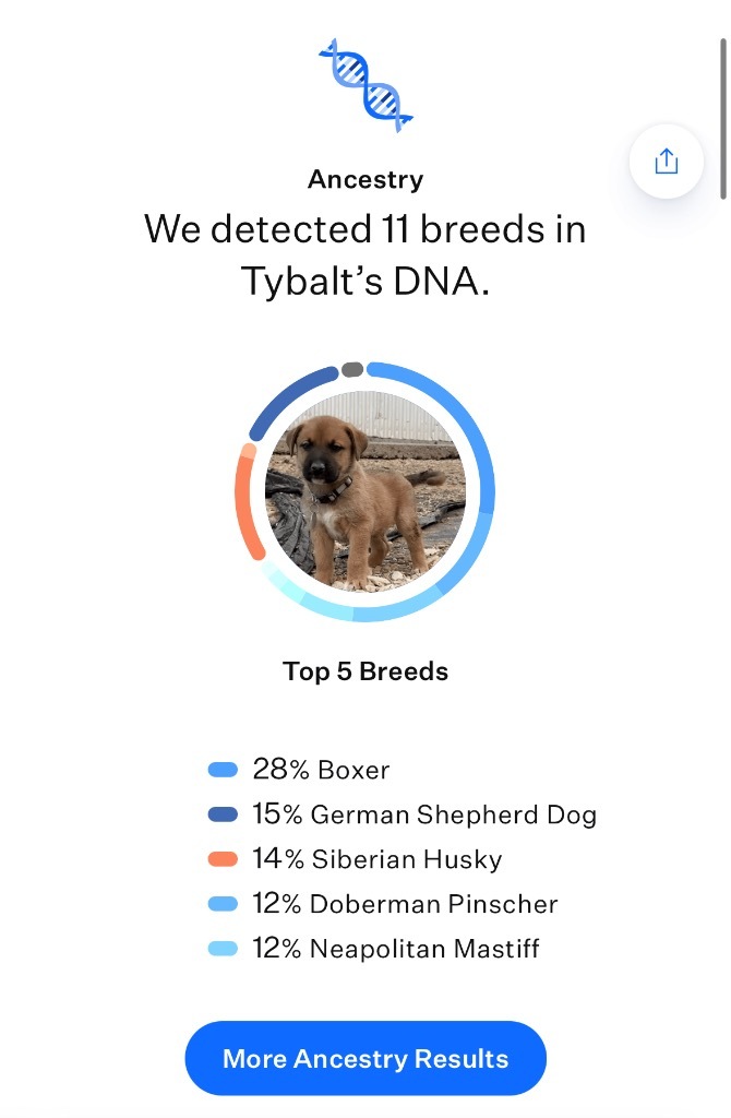 Timora 5
