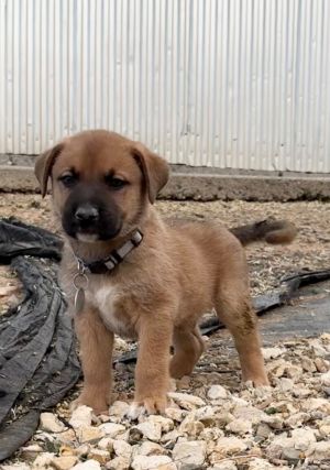 Tybalt, Baby Male Boxer