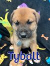 Tybalt photo 5