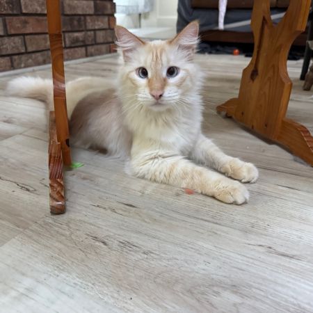 Toasted Marshmallow photo