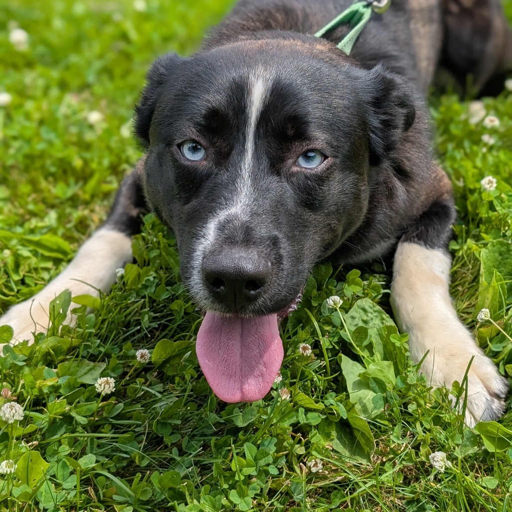 Bohdi