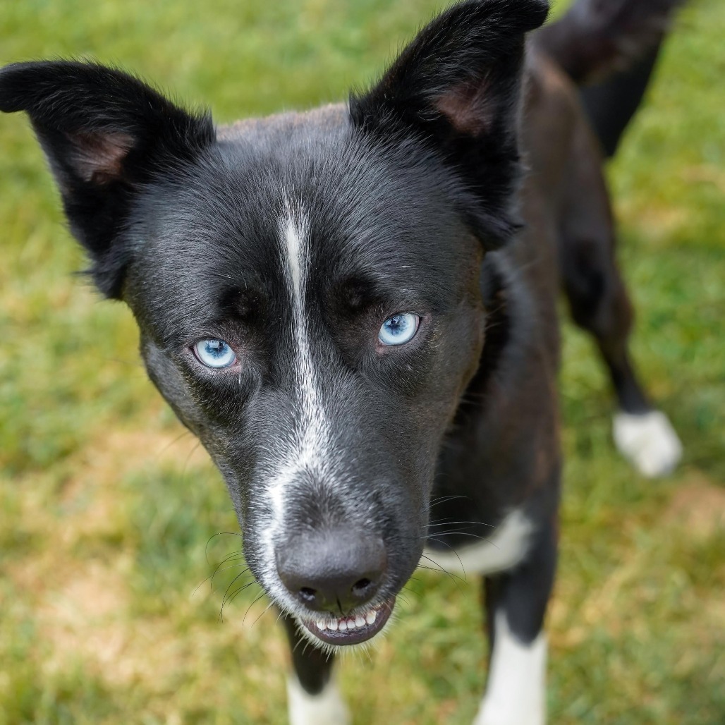 Bohdi, an adoptable Siberian Husky, Mixed Breed in Thomaston, ME, 04861 | Photo Image 3