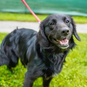 Freya, Adult Female Collie