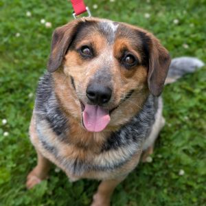 Lorax, Adult Male Mixed Breed