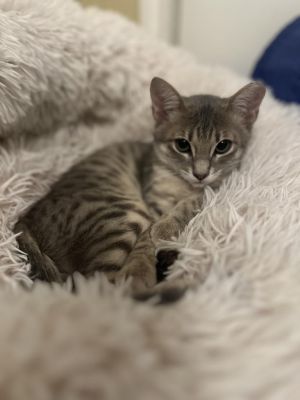 Lolaa, Baby Female Tabby