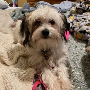 Zara, Young Female Shih Tzu