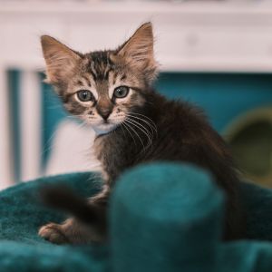 Madeleine, Baby Female Domestic Long Hair
