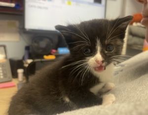 Alto, Baby Female Domestic Short Hair