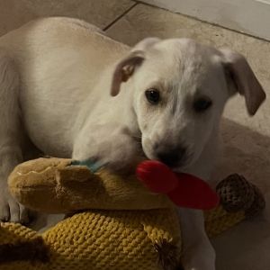 Mimosa, Baby Female Labrador Retriever