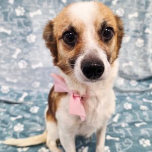 Mamas, Adult Female Terrier
