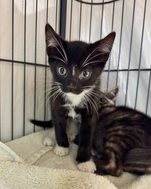 Toggle, Baby Male Domestic Short Hair