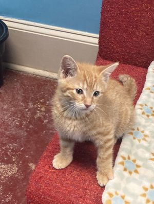 Harry Tabby Cat